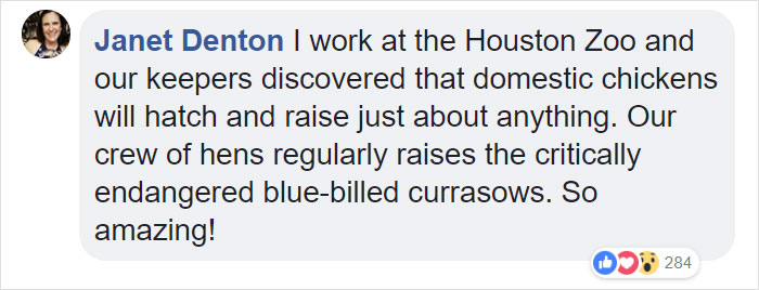 Duckling Gets Raised By An Owl And The Photos Are Adorable