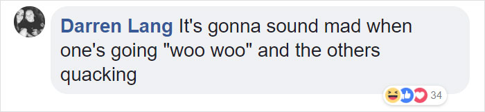 Duckling Gets Raised By An Owl And The Photos Are Adorable