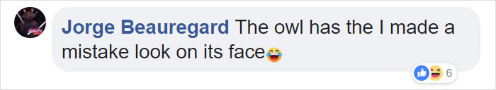 Duckling Gets Raised By An Owl And The Photos Are Adorable