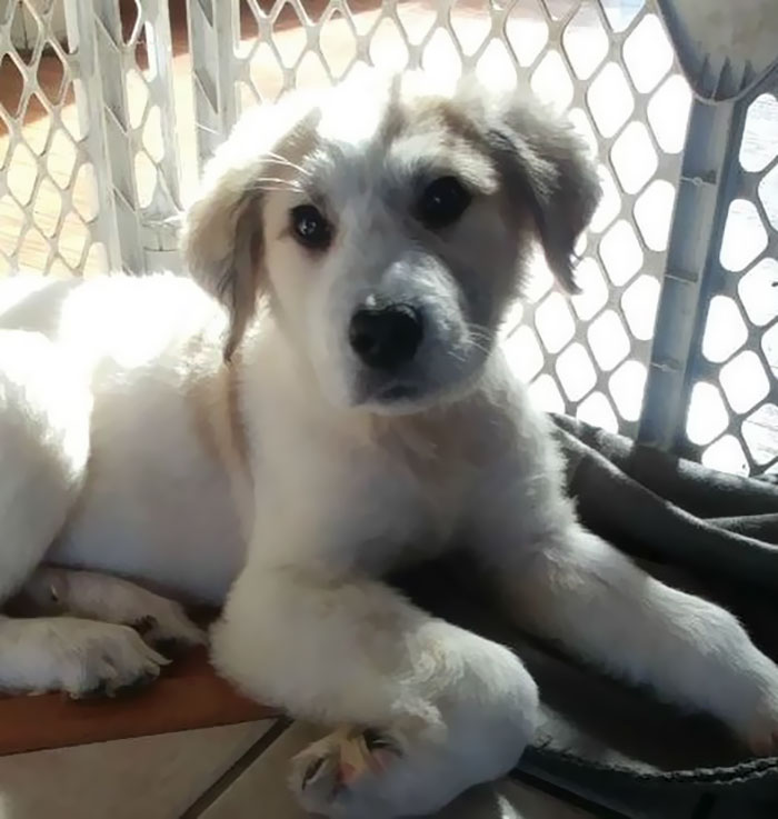 A Man Found Six Abandoned Hairless Puppies And No One Could Tell They&#8217;re Great Pyrenees