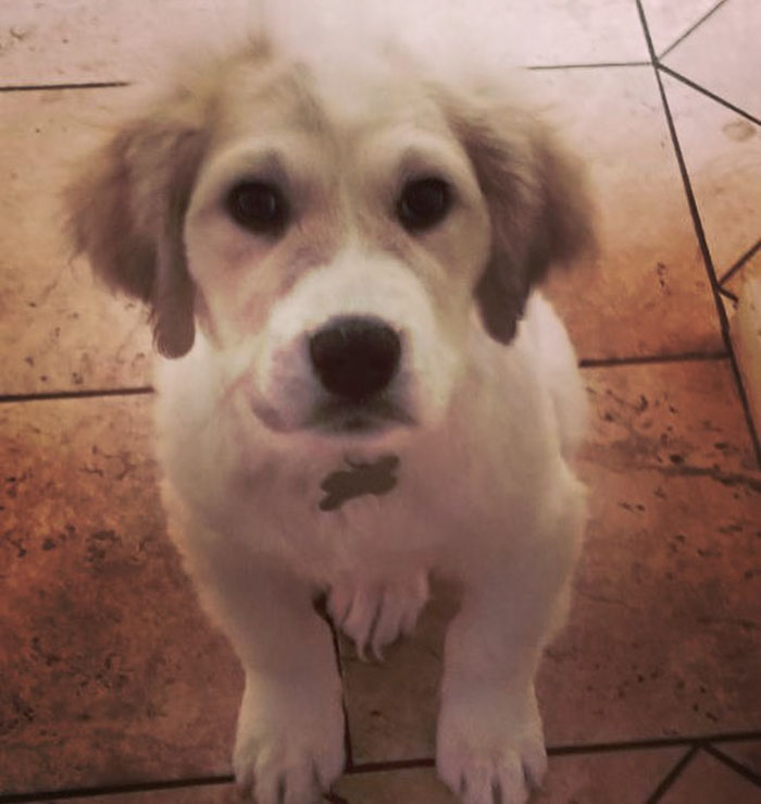 A Man Found Six Abandoned Hairless Puppies And No One Could Tell They&#8217;re Great Pyrenees