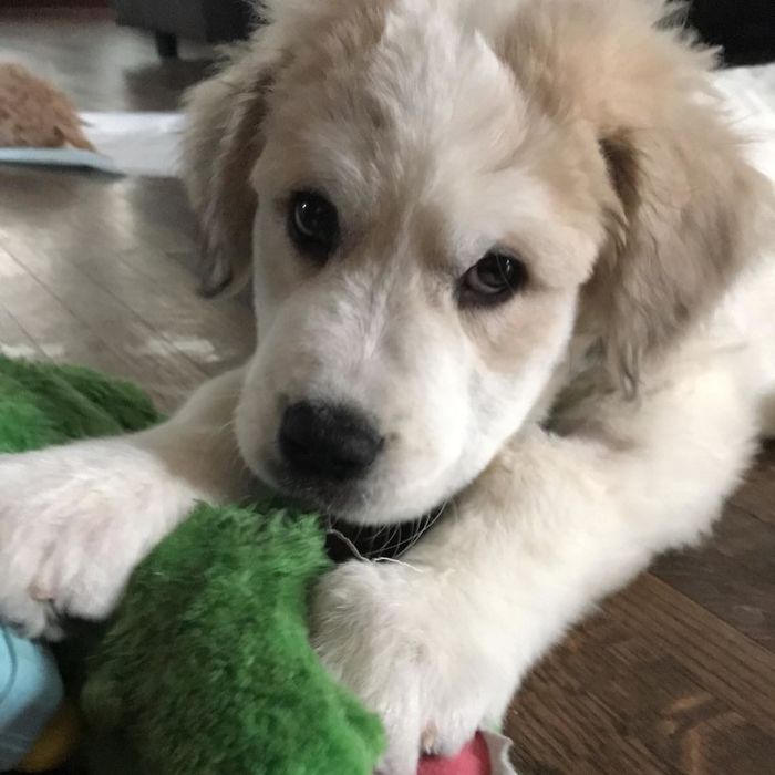 A Man Found Six Abandoned Hairless Puppies And No One Could Tell They&#8217;re Great Pyrenees