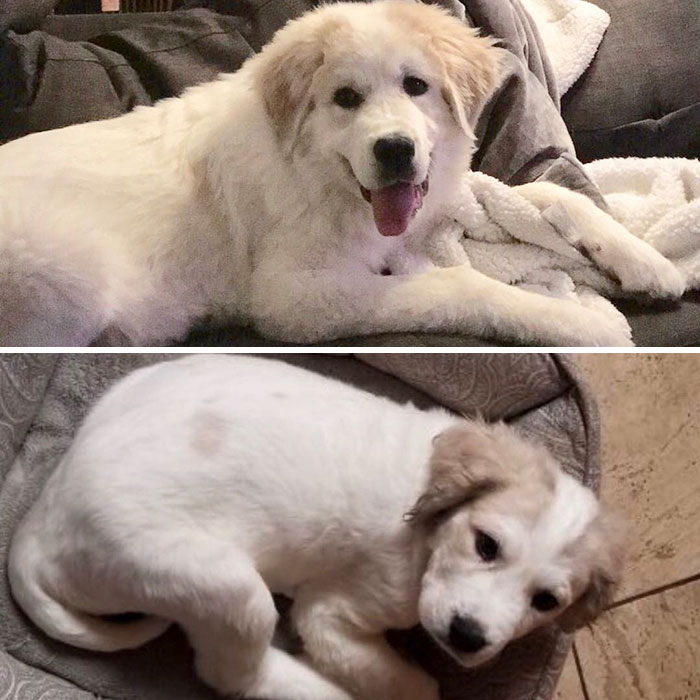 A Man Found Six Abandoned Hairless Puppies And No One Could Tell They&#8217;re Great Pyrenees