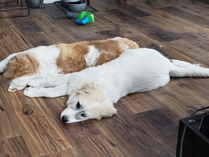 A Man Found Six Abandoned Hairless Puppies And No One Could Tell They&#8217;re Great Pyrenees