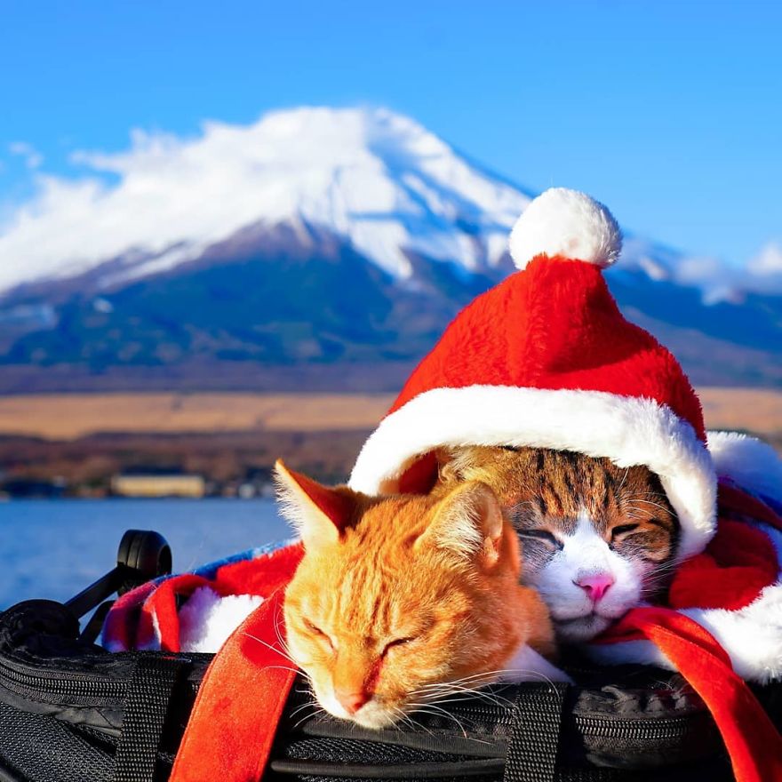Owner Takes His 2 Cats On His Travels Around Japan And Their Instagram Is Purrfect Owner Takes His 2 Cats On His Travels Around Japan And Their Instagram Is Purrfect
