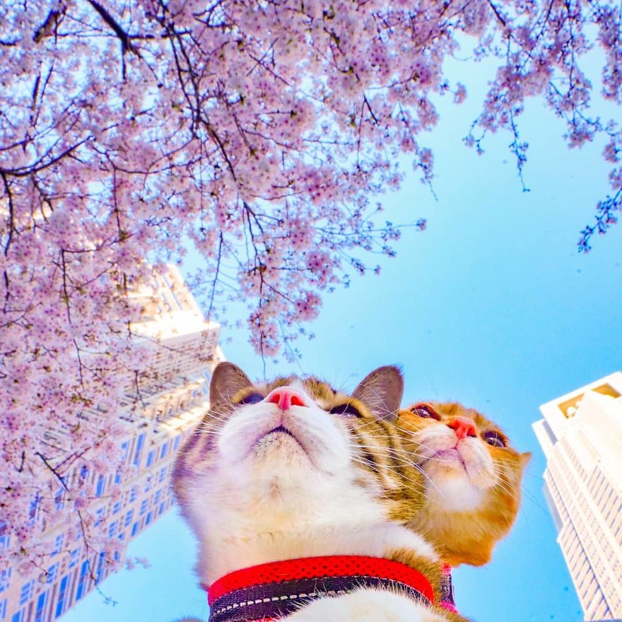Owner Takes His 2 Cats On His Travels Around Japan And Their Instagram Is Purrfect Owner Takes His 2 Cats On His Travels Around Japan And Their Instagram Is Purrfect