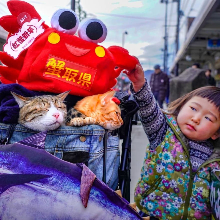 Owner Takes His 2 Cats On His Travels Around Japan And Their Instagram Is Purrfect Owner Takes His 2 Cats On His Travels Around Japan And Their Instagram Is Purrfect