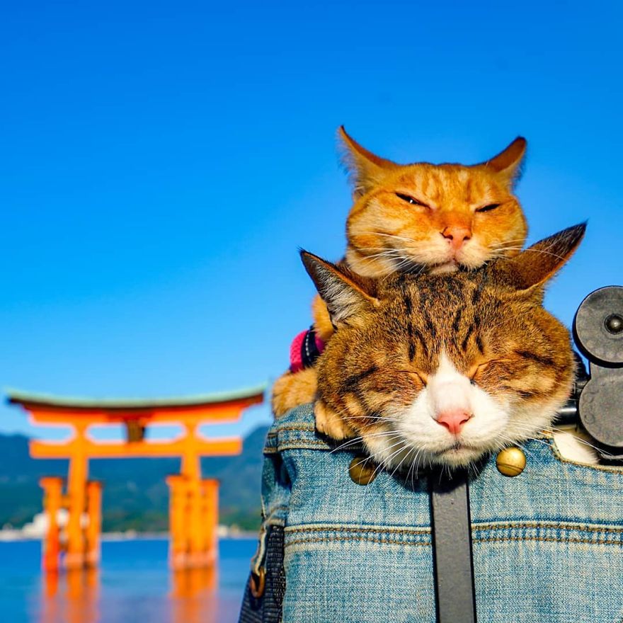 Owner Takes His 2 Cats On His Travels Around Japan And Their Instagram Is Purrfect Owner Takes His 2 Cats On His Travels Around Japan And Their Instagram Is Purrfect