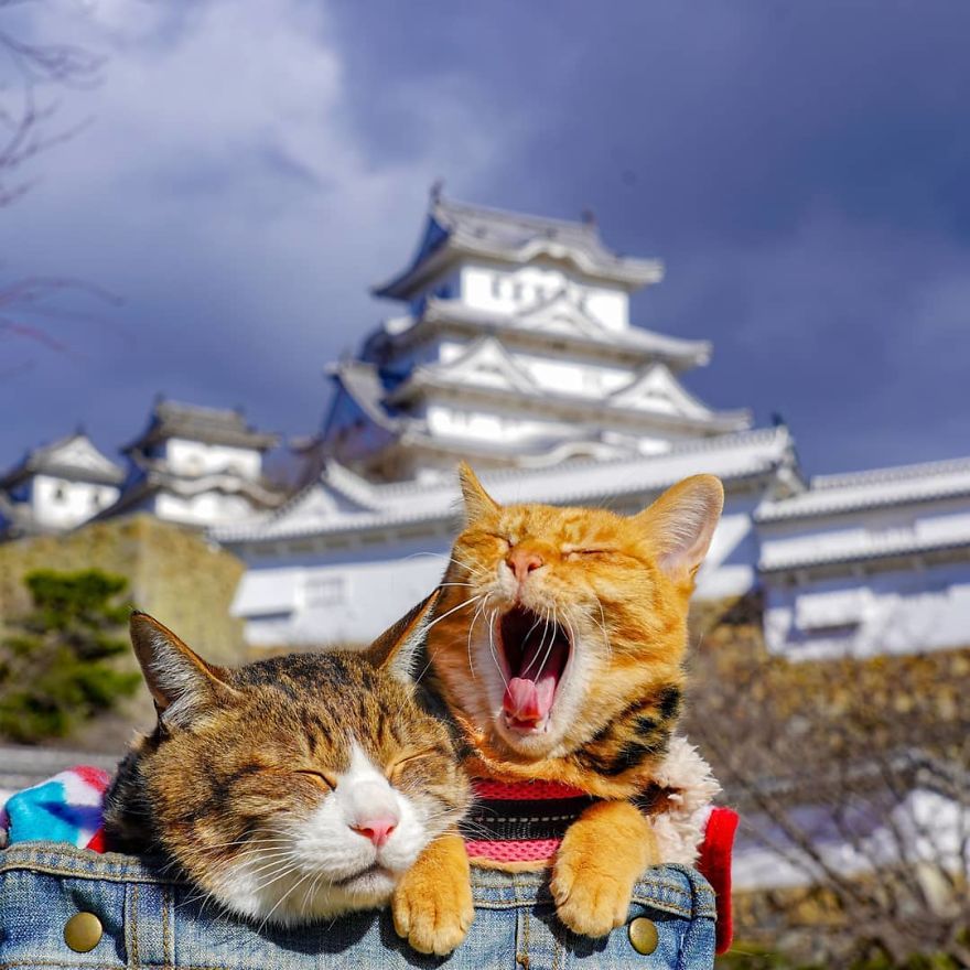 Owner Takes His 2 Cats On His Travels Around Japan And Their Instagram Is Purrfect Owner Takes His 2 Cats On His Travels Around Japan And Their Instagram Is Purrfect