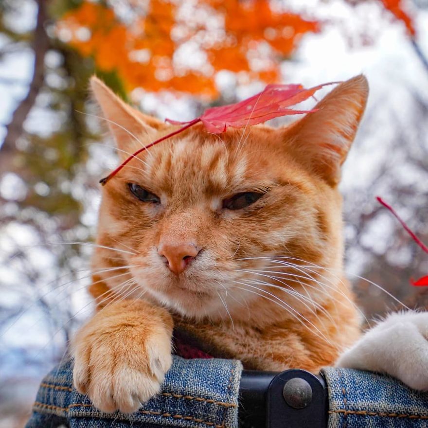 Owner Takes His 2 Cats On His Travels Around Japan And Their Instagram Is Purrfect Owner Takes His 2 Cats On His Travels Around Japan And Their Instagram Is Purrfect