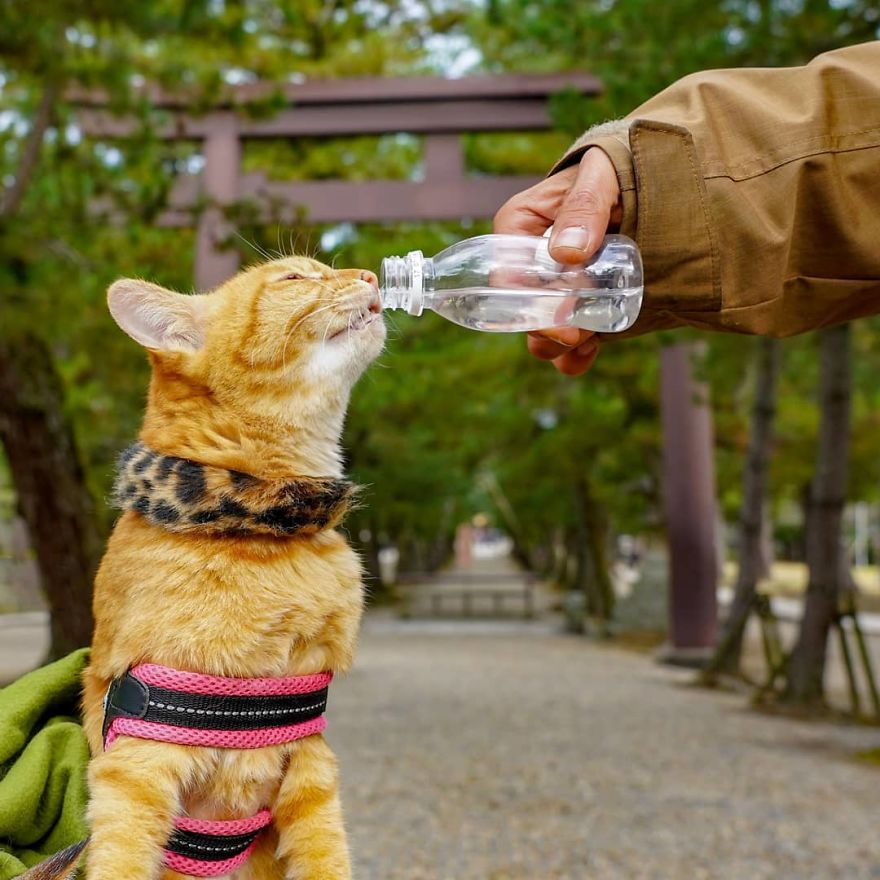 Owner Takes His 2 Cats On His Travels Around Japan And Their Instagram Is Purrfect Owner Takes His 2 Cats On His Travels Around Japan And Their Instagram Is Purrfect