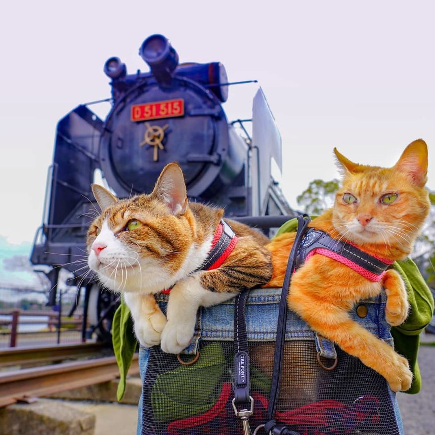 Owner Takes His 2 Cats On His Travels Around Japan And Their Instagram Is Purrfect Owner Takes His 2 Cats On His Travels Around Japan And Their Instagram Is Purrfect