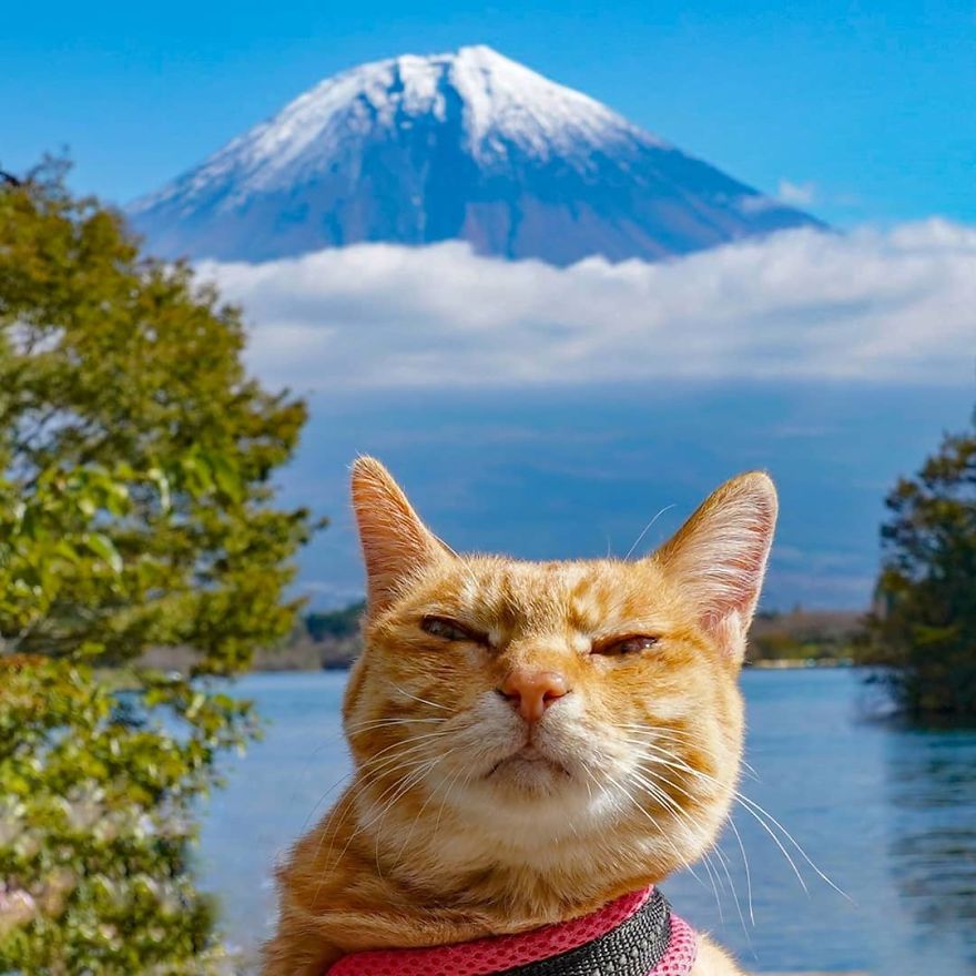 Owner Takes His 2 Cats On His Travels Around Japan And Their Instagram Is Purrfect Owner Takes His 2 Cats On His Travels Around Japan And Their Instagram Is Purrfect