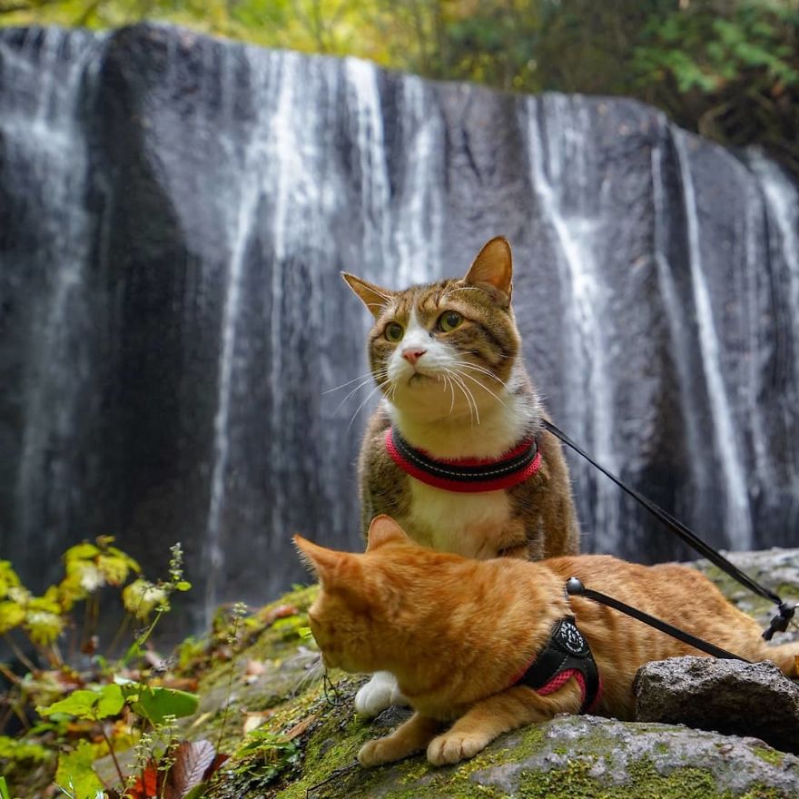 Owner Takes His 2 Cats On His Travels Around Japan And Their Instagram Is Purrfect Owner Takes His 2 Cats On His Travels Around Japan And Their Instagram Is Purrfect