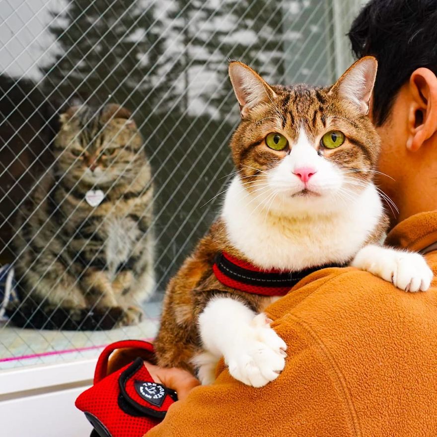 Owner Takes His 2 Cats On His Travels Around Japan And Their Instagram Is Purrfect Owner Takes His 2 Cats On His Travels Around Japan And Their Instagram Is Purrfect