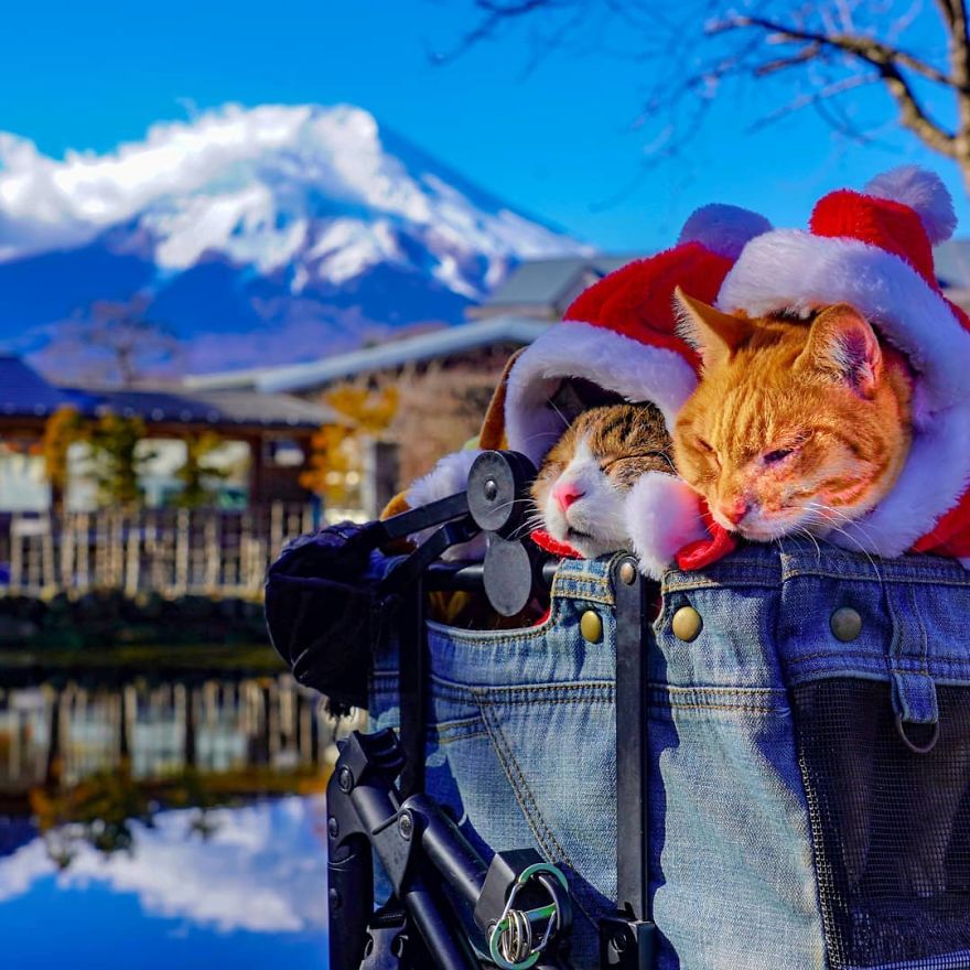 Owner Takes His 2 Cats On His Travels Around Japan And Their Instagram Is Purrfect Owner Takes His 2 Cats On His Travels Around Japan And Their Instagram Is Purrfect