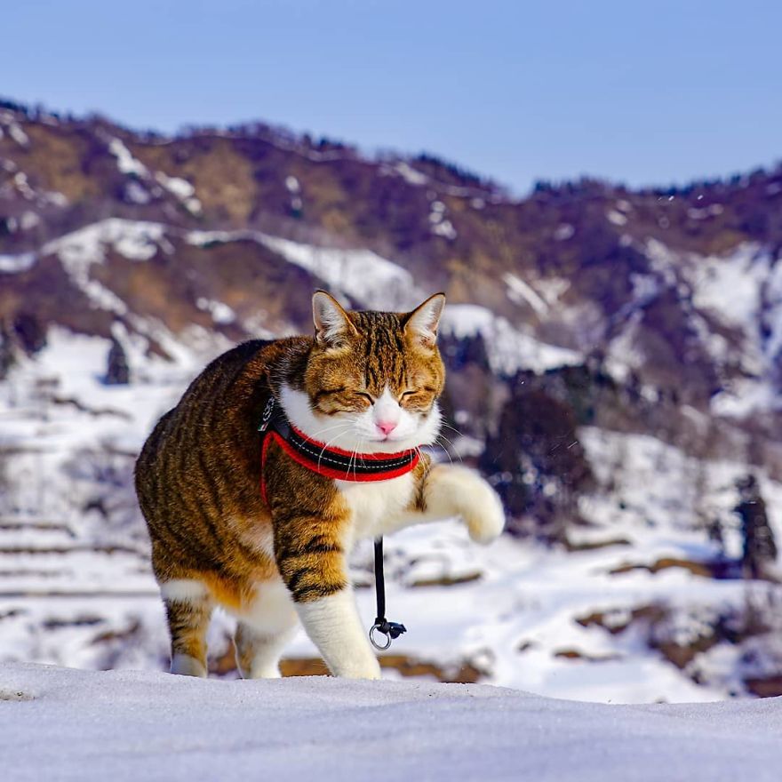 Owner Takes His 2 Cats On His Travels Around Japan And Their Instagram Is Purrfect Owner Takes His 2 Cats On His Travels Around Japan And Their Instagram Is Purrfect