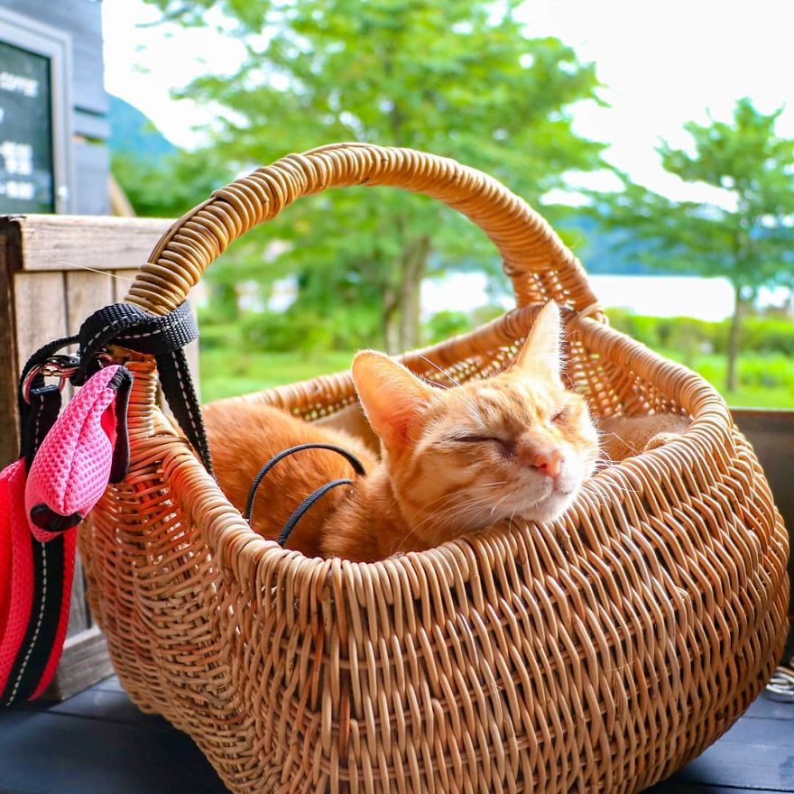Owner Takes His 2 Cats On His Travels Around Japan And Their Instagram Is Purrfect Owner Takes His 2 Cats On His Travels Around Japan And Their Instagram Is Purrfect