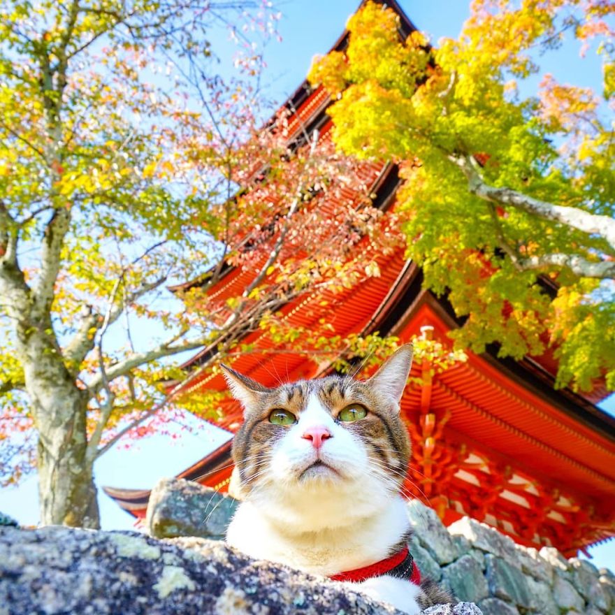 Owner Takes His 2 Cats On His Travels Around Japan And Their Instagram Is Purrfect Owner Takes His 2 Cats On His Travels Around Japan And Their Instagram Is Purrfect