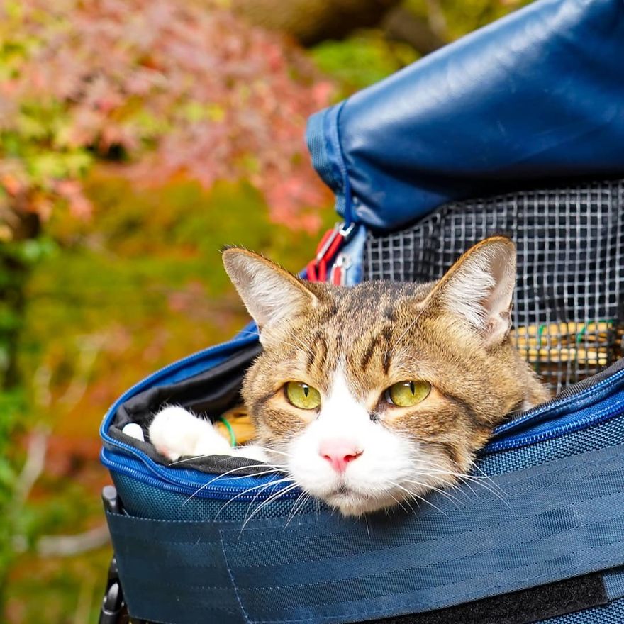 Owner Takes His 2 Cats On His Travels Around Japan And Their Instagram Is Purrfect Owner Takes His 2 Cats On His Travels Around Japan And Their Instagram Is Purrfect
