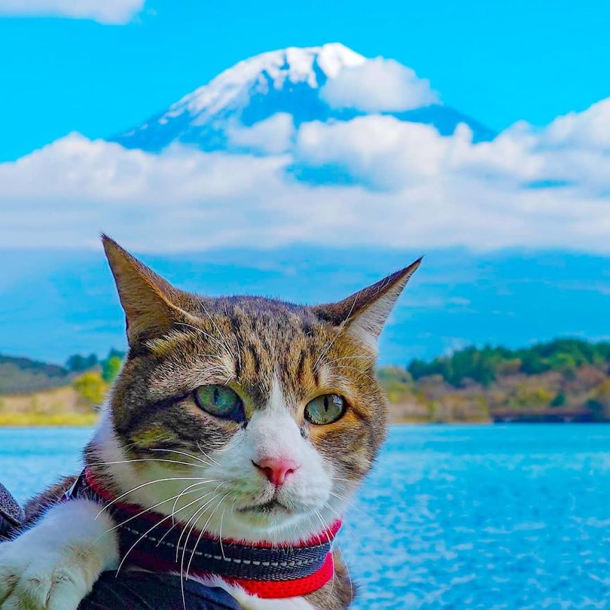 Owner Takes His 2 Cats On His Travels Around Japan And Their Instagram Is Purrfect Owner Takes His 2 Cats On His Travels Around Japan And Their Instagram Is Purrfect