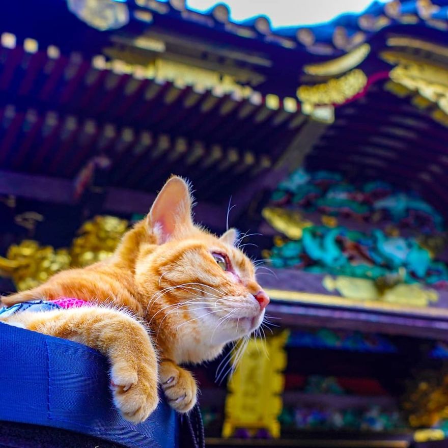 Owner Takes His 2 Cats On His Travels Around Japan And Their Instagram Is Purrfect Owner Takes His 2 Cats On His Travels Around Japan And Their Instagram Is Purrfect