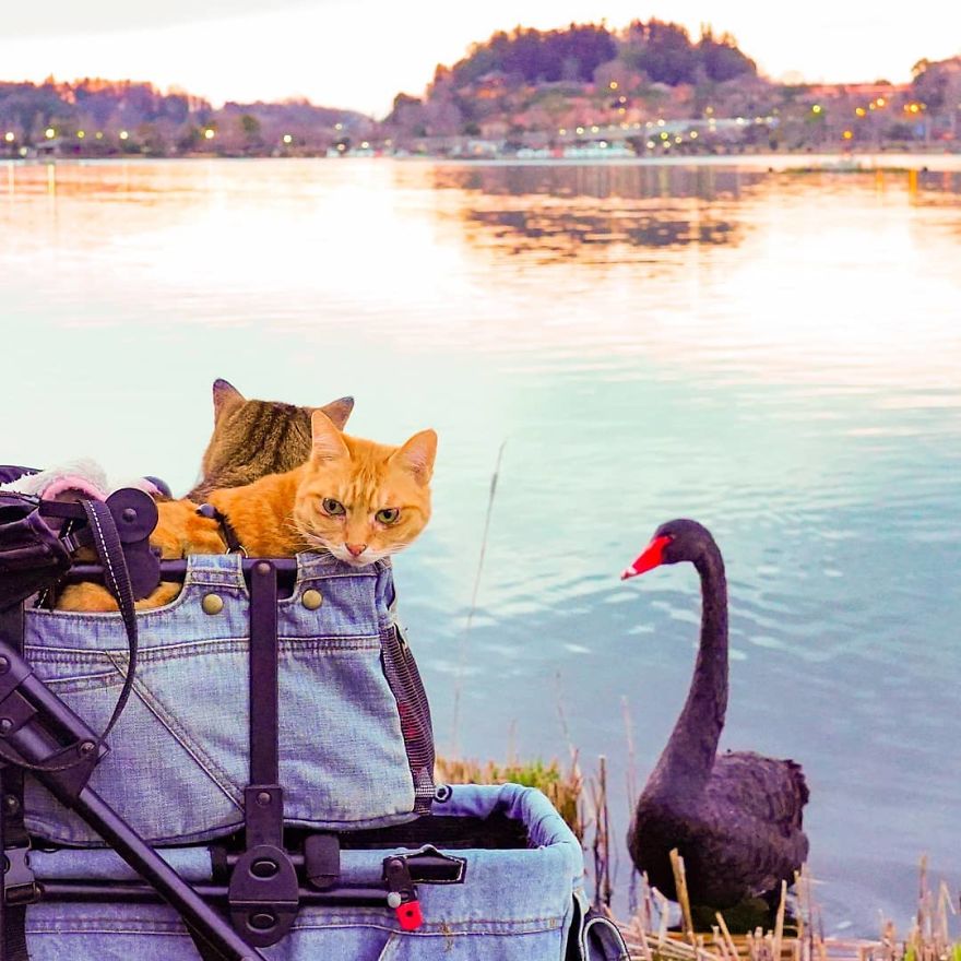 Owner Takes His 2 Cats On His Travels Around Japan And Their Instagram Is Purrfect Owner Takes His 2 Cats On His Travels Around Japan And Their Instagram Is Purrfect