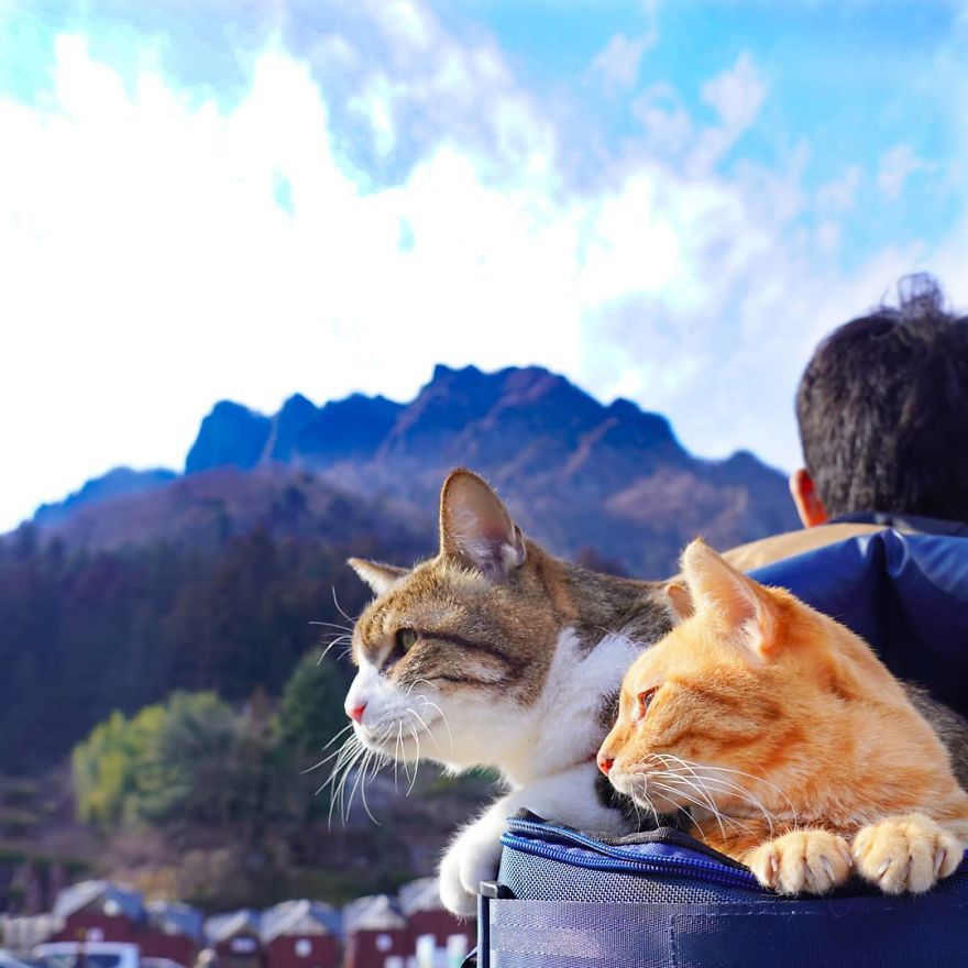 Owner Takes His 2 Cats On His Travels Around Japan And Their Instagram Is Purrfect Owner Takes His 2 Cats On His Travels Around Japan And Their Instagram Is Purrfect