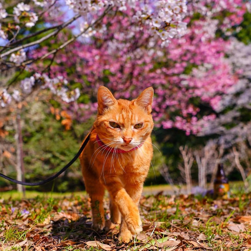Owner Takes His 2 Cats On His Travels Around Japan And Their Instagram Is Purrfect Owner Takes His 2 Cats On His Travels Around Japan And Their Instagram Is Purrfect