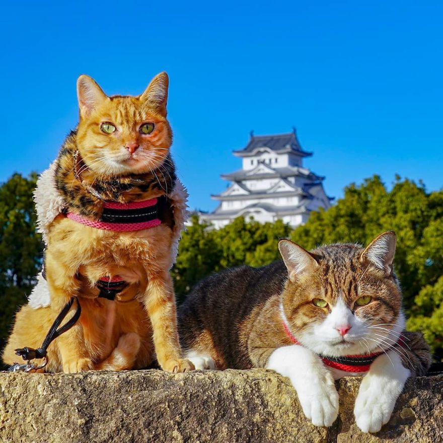 Owner Takes His 2 Cats On His Travels Around Japan And Their Instagram Is Purrfect Owner Takes His 2 Cats On His Travels Around Japan And Their Instagram Is Purrfect