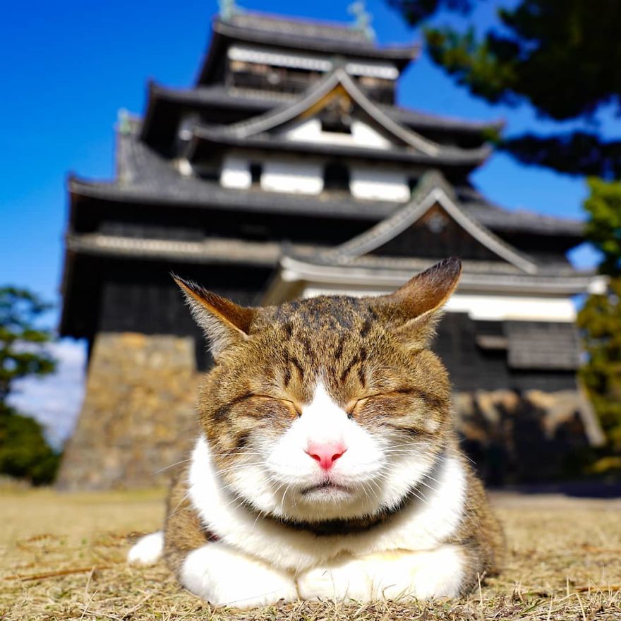 Owner Takes His 2 Cats On His Travels Around Japan And Their Instagram Is Purrfect Owner Takes His 2 Cats On His Travels Around Japan And Their Instagram Is Purrfect
