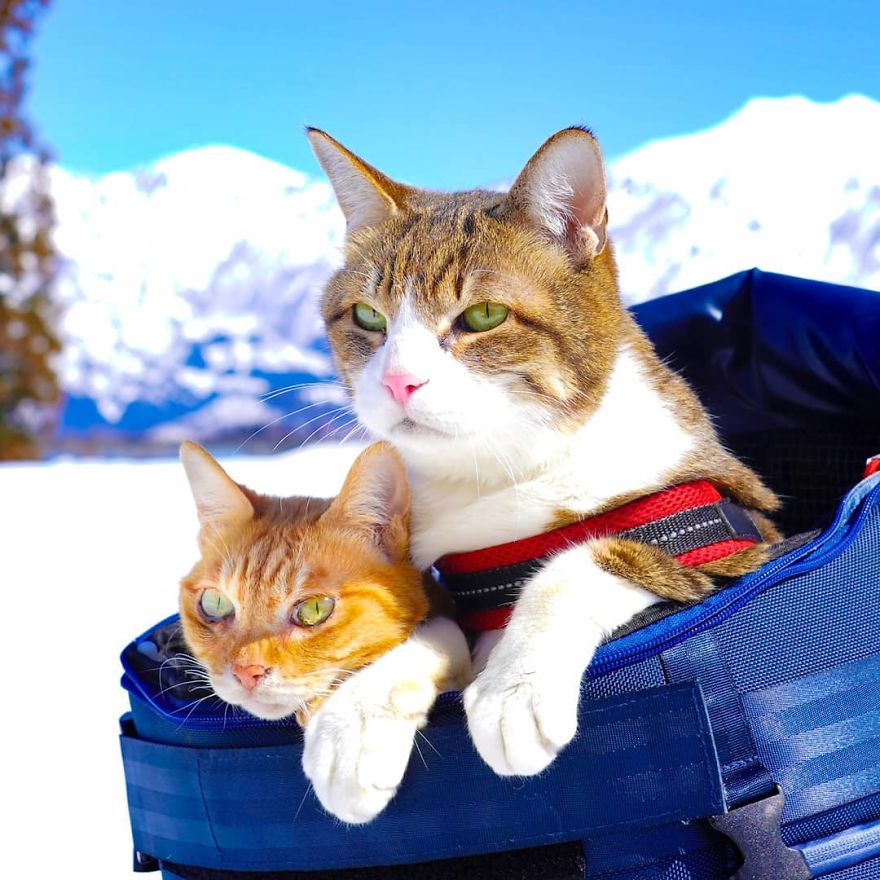 Owner Takes His 2 Cats On His Travels Around Japan And Their Instagram Is Purrfect Owner Takes His 2 Cats On His Travels Around Japan And Their Instagram Is Purrfect