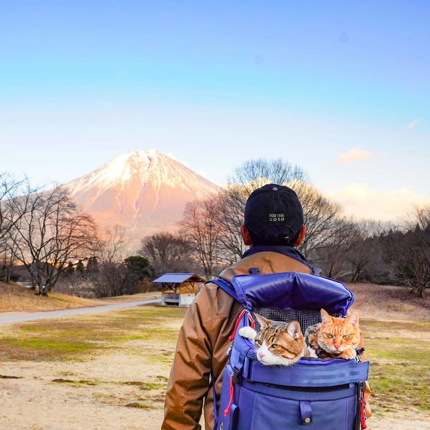 Owner Takes His 2 Cats On His Travels Around Japan And Their Instagram Is Purrfect Owner Takes His 2 Cats On His Travels Around Japan And Their Instagram Is Purrfect