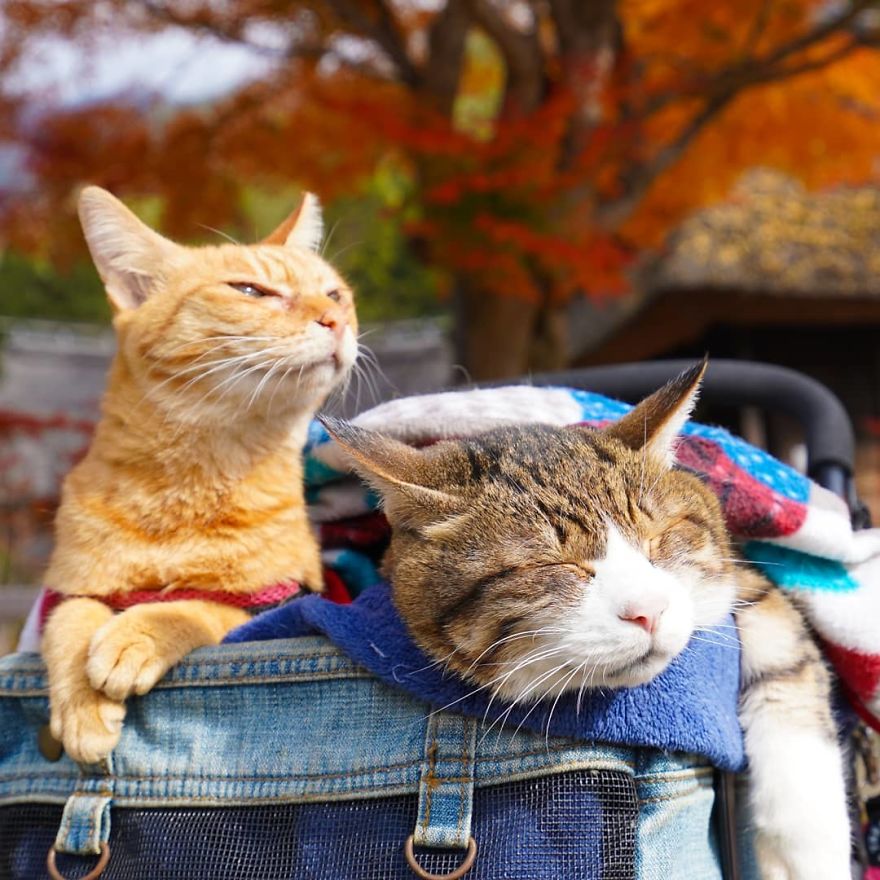 Owner Takes His 2 Cats On His Travels Around Japan And Their Instagram Is Purrfect Owner Takes His 2 Cats On His Travels Around Japan And Their Instagram Is Purrfect