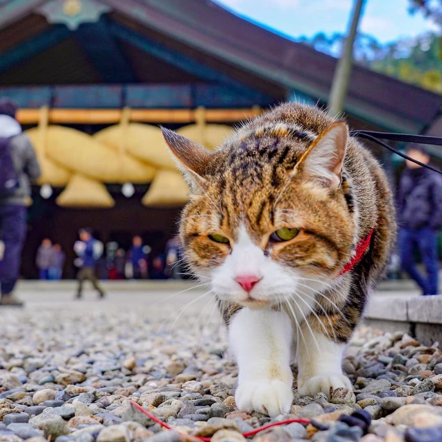 Owner Takes His 2 Cats On His Travels Around Japan And Their Instagram Is Purrfect Owner Takes His 2 Cats On His Travels Around Japan And Their Instagram Is Purrfect