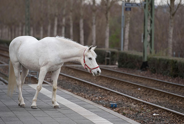 Horse Goes On A Walk Alone Every Day For 14 Years, Receives Pets And Treats From Residents Horse Goes On A Walk Alone Every Day For 14 Years, Receives Pets And Treats From Residents