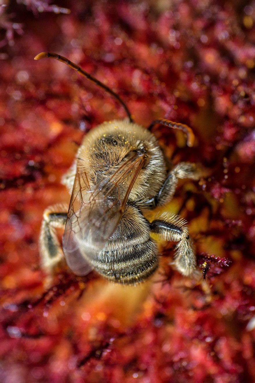 I Capture Bees In My Macro Photos I Capture Bees In My Macro Photos