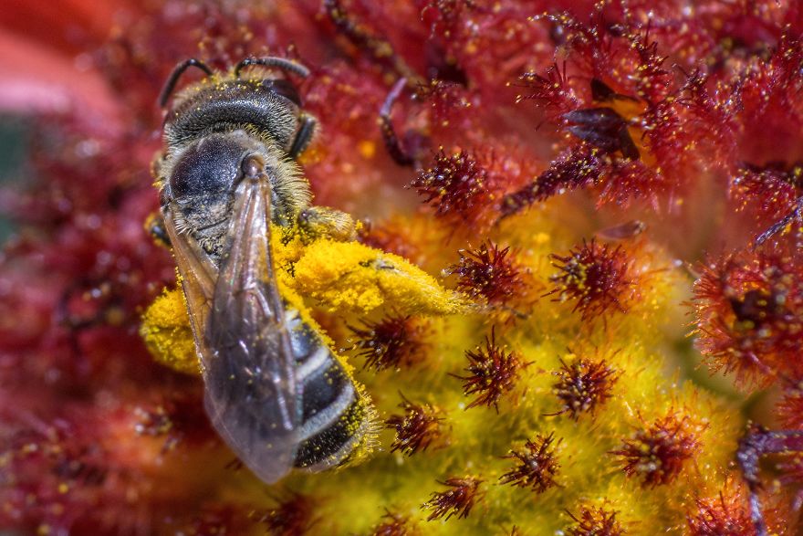 I Capture Bees In My Macro Photos I Capture Bees In My Macro Photos