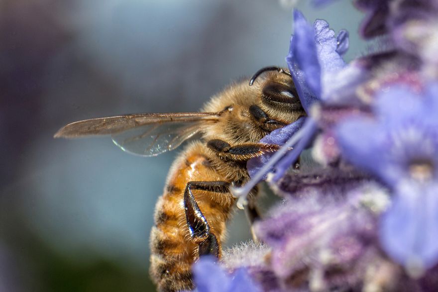 I Capture Bees In My Macro Photos I Capture Bees In My Macro Photos