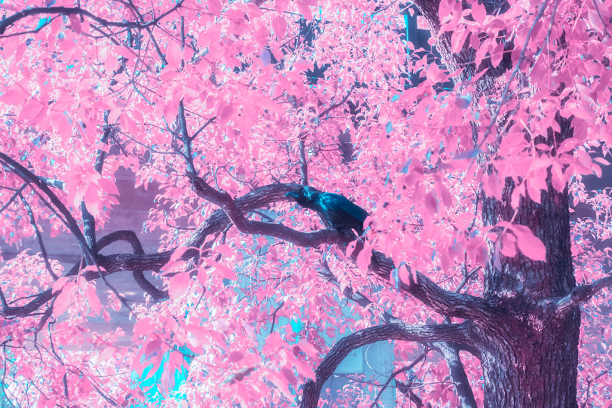 Here’s How The World Would Look Like If It Was All Pink Here’s How The World Would Look Like If It Was All Pink