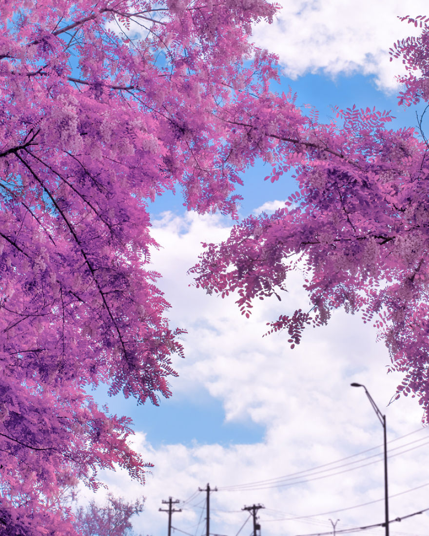 Here’s How The World Would Look Like If It Was All Pink Here’s How The World Would Look Like If It Was All Pink