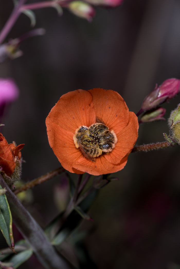 Turns Out, There’s A Bee Species That Sleep In Flowers And It’s As Cute As It Sounds