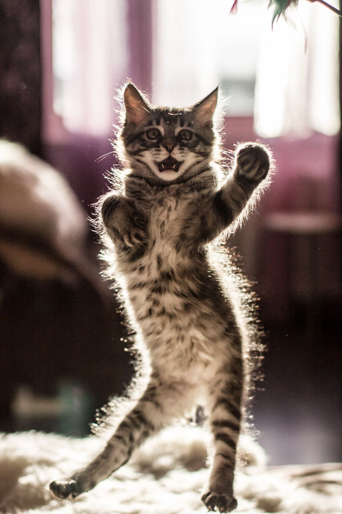 30 Of The Funniest Dancing Cat Pics 30 Of The Funniest Dancing Cat Pics