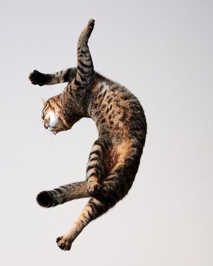 30 Of The Funniest Dancing Cat Pics 30 Of The Funniest Dancing Cat Pics