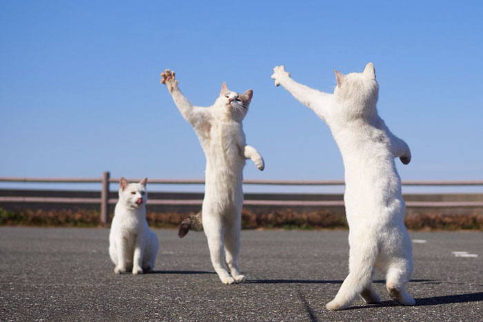 30 Of The Funniest Dancing Cat Pics 30 Of The Funniest Dancing Cat Pics
