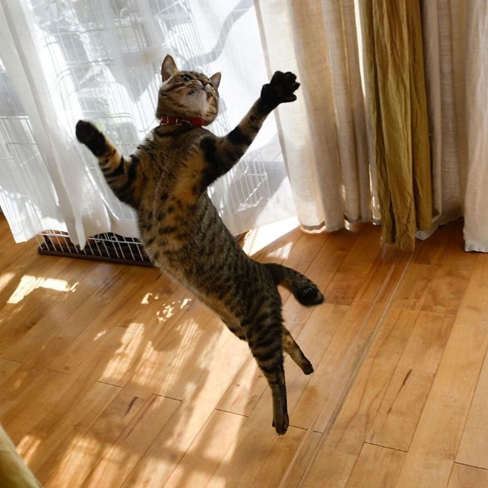 30 Of The Funniest Dancing Cat Pics 30 Of The Funniest Dancing Cat Pics
