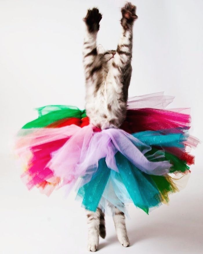 30 Of The Funniest Dancing Cat Pics 30 Of The Funniest Dancing Cat Pics