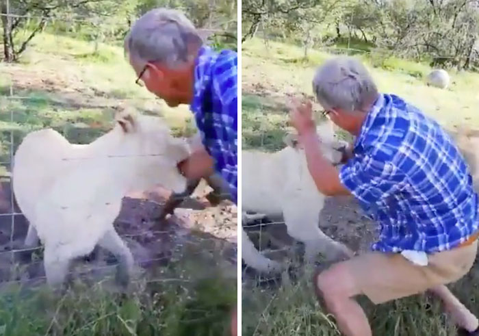 Man Thinks He&#8217;s Special Enough To Pet A Lion, Ends Up With A Severe Injury