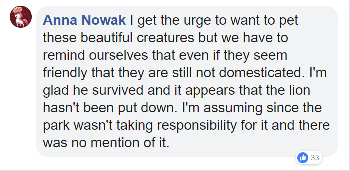 Man Thinks He&#8217;s Special Enough To Pet A Lion, Ends Up With A Severe Injury