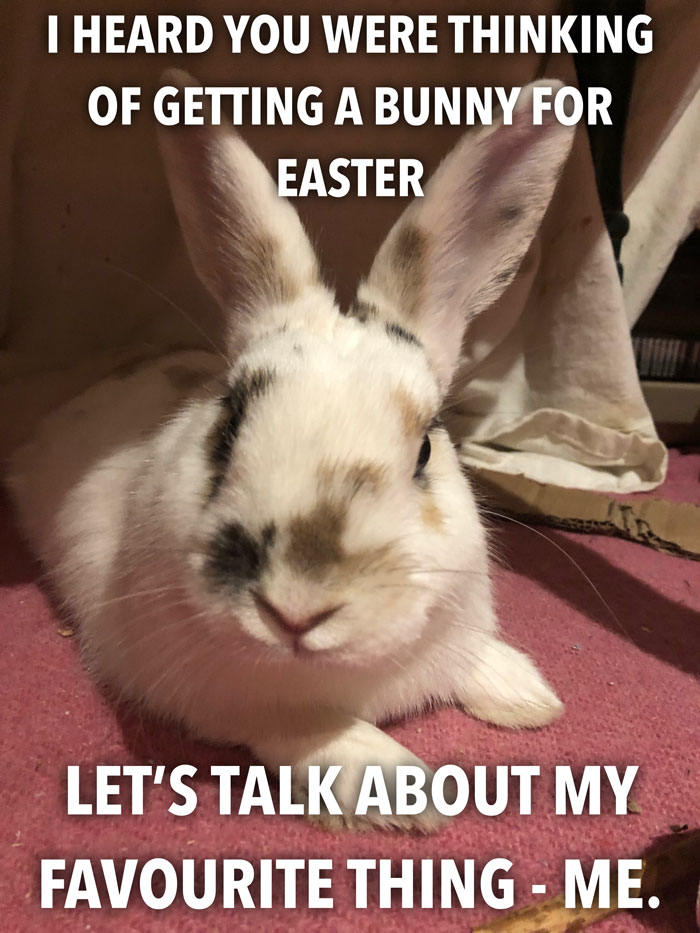 Bunny Owner Explains Why You Shouldn’t Get One Before Easter Bunny Owner Explains Why You Shouldn’t Get One Before Easter